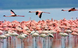 Lake Nakuru